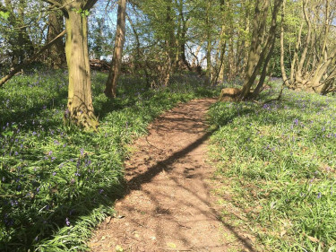 Bluebell at Grove Woods